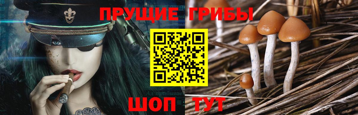 Псилоцибиновые грибы Cubensis Ступино